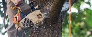 Best Grass Overseeding  in West Islip, NY
