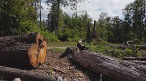 Best Tree Risk Assessment  in West Islip, NY