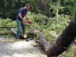 Best Tree and Shrub Care  in West Islip, NY