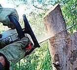 Best Hedge Trimming  in West Islip, NY