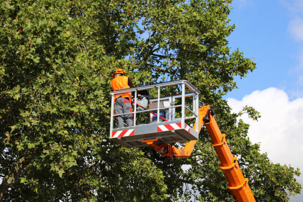 Best Firewood Processing and Delivery  in West Islip, NY