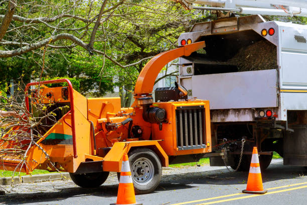 Best Tree Disease Treatment  in West Islip, NY