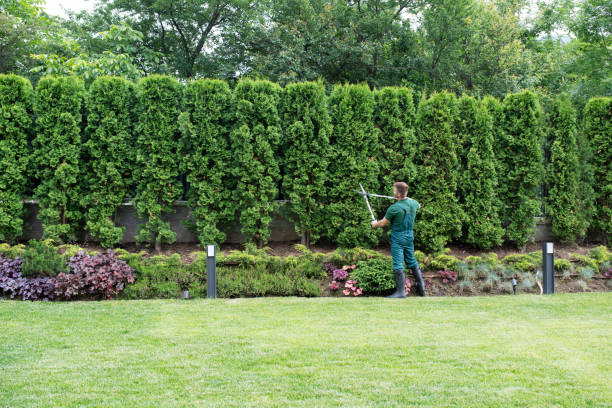  West Islip, NY Tree Removal Pros
