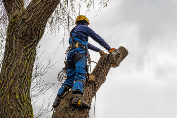 How Our Tree Care Process Works  in  West Islip, NY