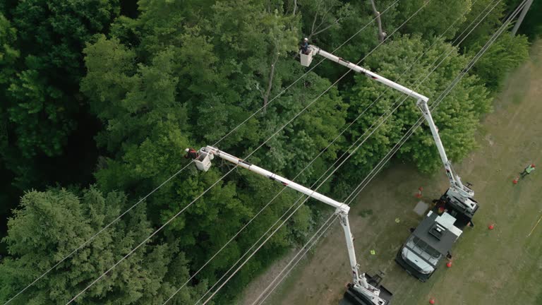 Best Seasonal Cleanup (Spring/Fall)  in West Islip, NY