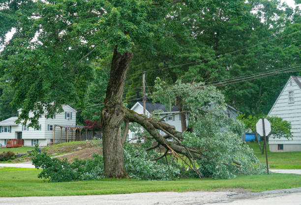 Best Emergency Tree Removal  in West Islip, NY