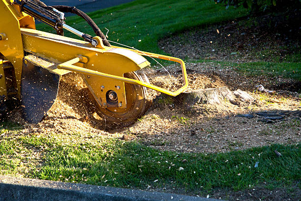 Best Tree Health Inspection  in West Islip, NY