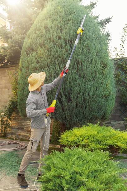 Best Storm Damage Tree Cleanup  in West Islip, NY