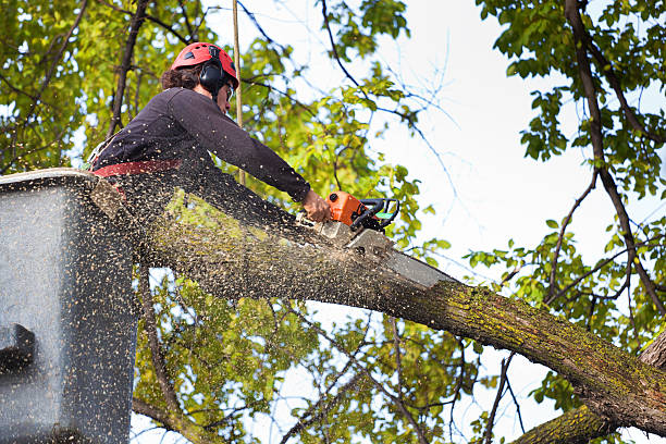 Best Lawn Renovation and Restoration  in West Islip, NY