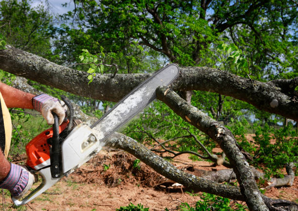 Best Leaf Removal  in West Islip, NY